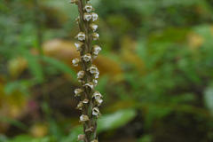 Peristylus plantagineus